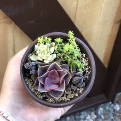 Succulents 