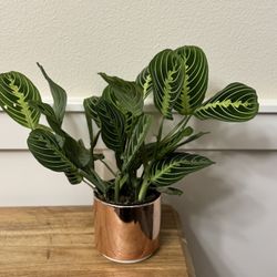 Bushy Lemon Lime Maranta - 4” pot 