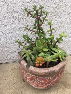 Succulent arrangement in ceramic pot
