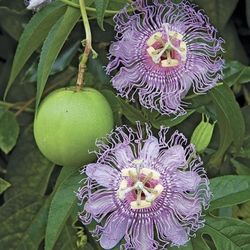Cold Hardy passionflower Plants 