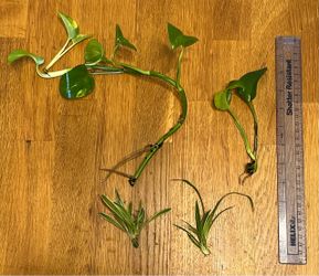 Plant 🌱 starts