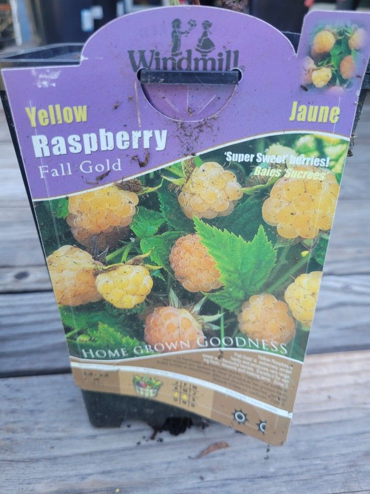 Yellow Rasberry Plant