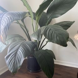 Plant-Peace Lily