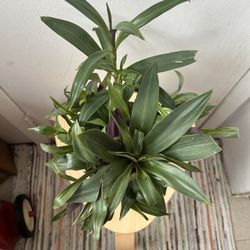 I Don’t Reply To !Hi Is This Still Available ‼️Read The Description ⬇️ Tradescantia spathacea Plant 