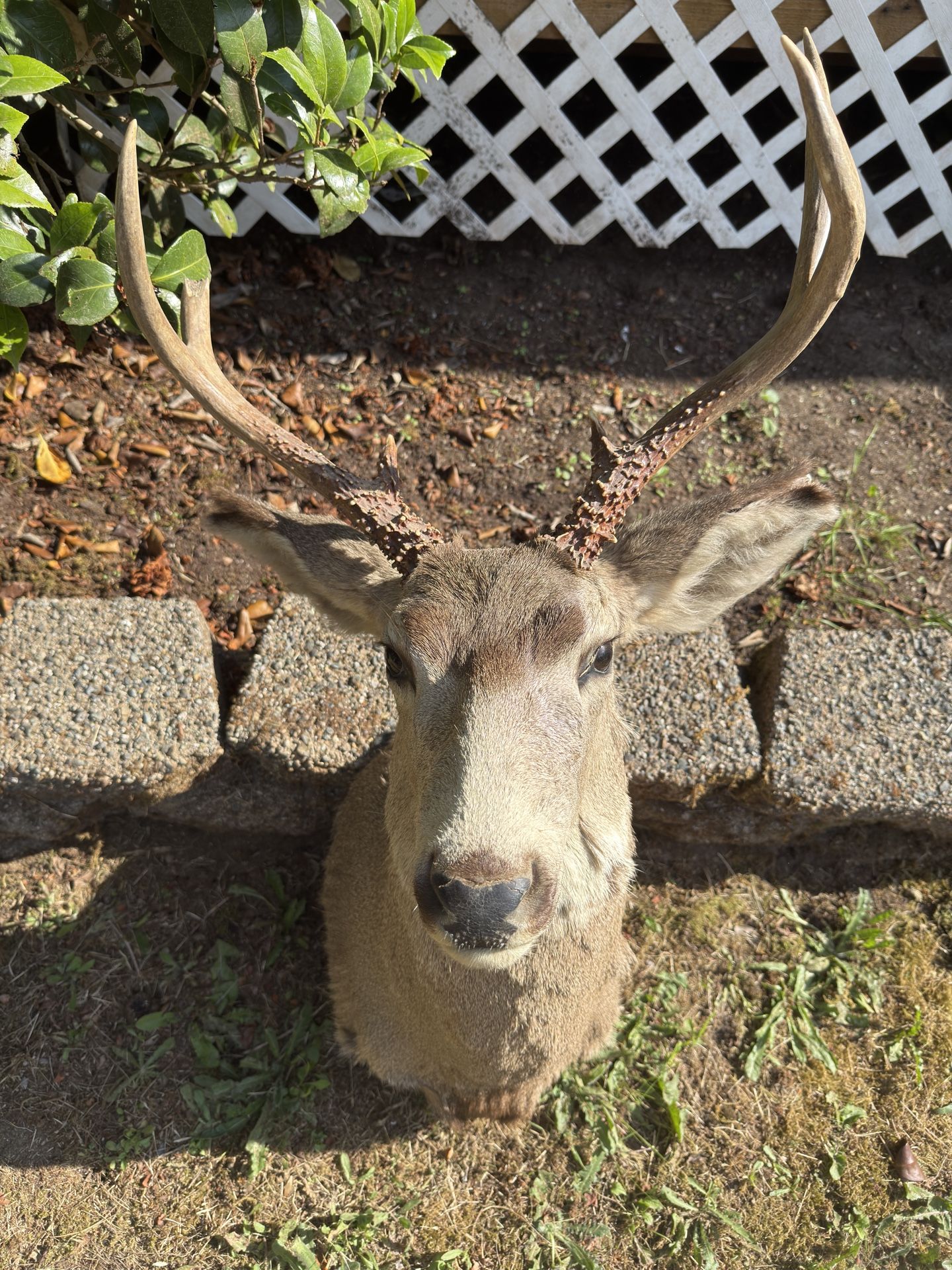 Elk Taxidermy