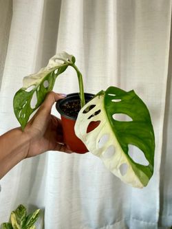 Adansonii albo