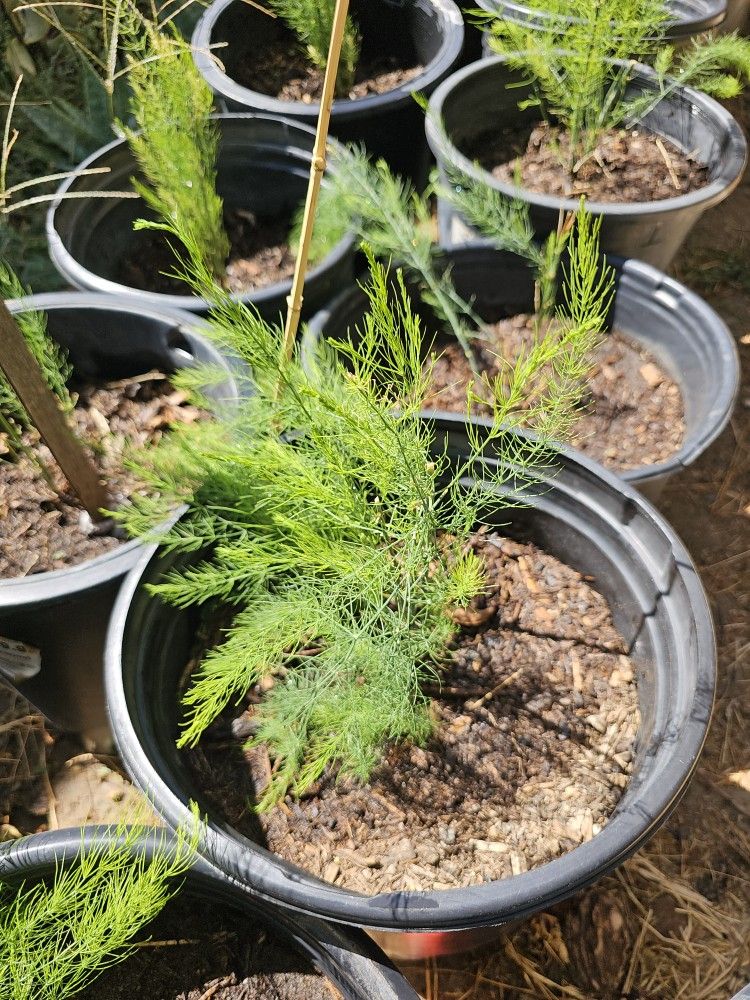 Asparagus Plant 18 Pot $15 For Each Pot Or $180 For All