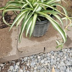 Liston Plants ( Ribbon Plants)