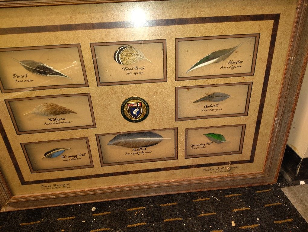 Limited Edition Real Duck Feathers