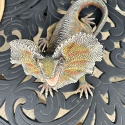 Komodo Dragon Statue 