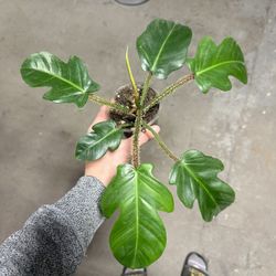 Philodendron Squamiferum