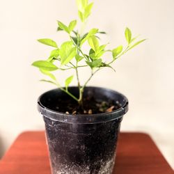 Citrus Lime Plant