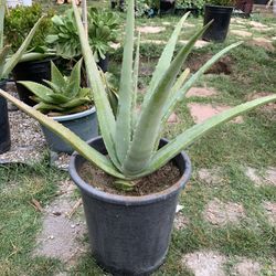 Aloe Vera 