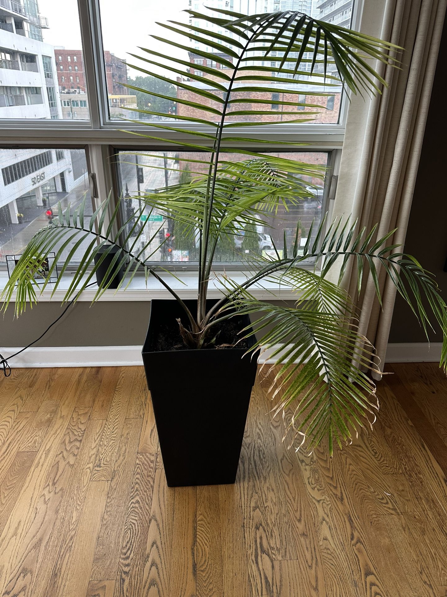 Large Indoor Plant And Planter
