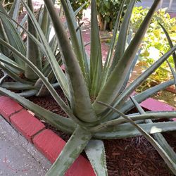 Aloe Vera plant 