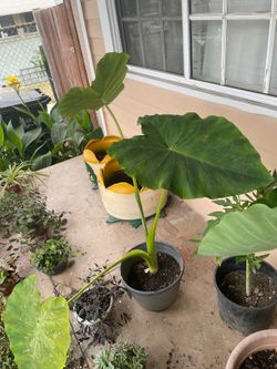 Big Elephant Ear Plant