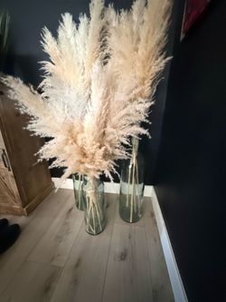 Large Pompas