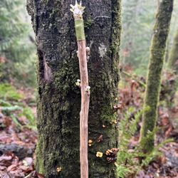 Handcrafted Wizard Staff( ( Cosplay, REN Faire, DnD)