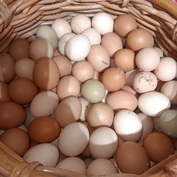 Fresh Laid Eggs