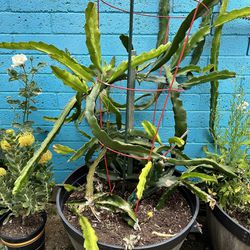 Dragonfruit Plant