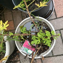 Citronella Mosquito Plant For Sale 