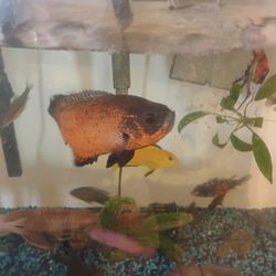 Fish Tank 
