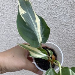 Beautiful Philodendron Rio Sport Plant