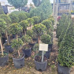 Small Topiaries 