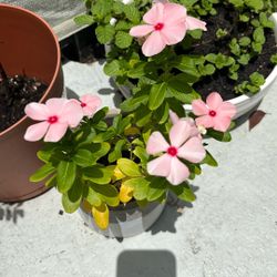 With ceramic Pot Vinca / Madagascar Periwinkle 
