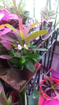 Amazing Crown of Thorns.