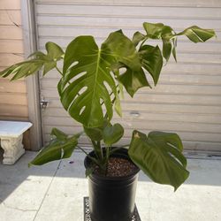 Monstera Deliciosa In 5 Gallons Pot