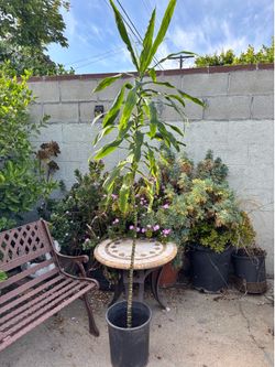 Dracaena plant