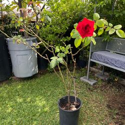 Red Rose Plant