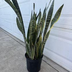 Big Snake Plant