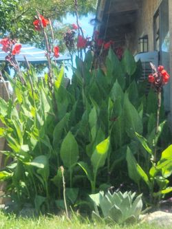 Plants