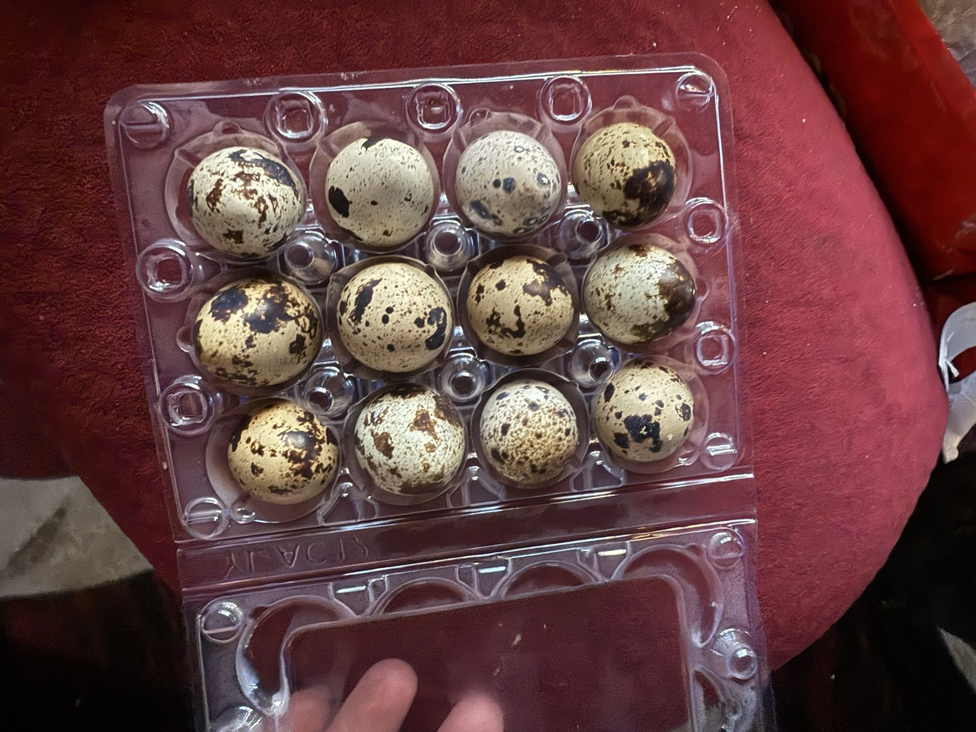 Quail Eggs And Quail Chicks , And Chicken Eggs