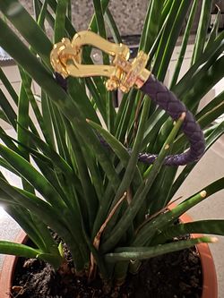 Leather gold plated bracelet