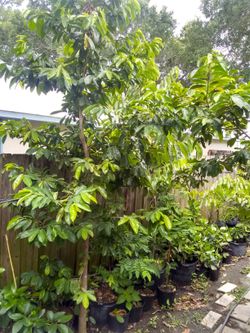 Soursop tree guanabana