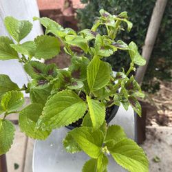 Coleus Plant 