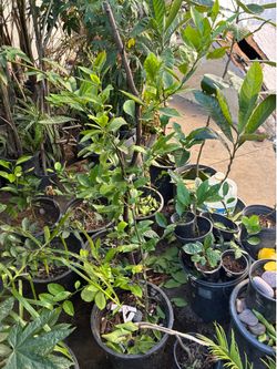 Mexican Lime Tree