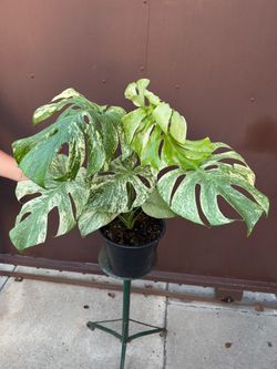 8” xl monstera mint