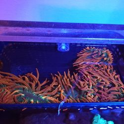 Rainbow Bubble Tip Decorations!!!