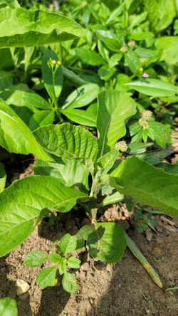 Organic Fresh Bitterleaf 10" Tall Seedlings