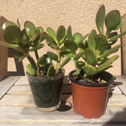 Jade Succulent Plant For Mother’s Day 