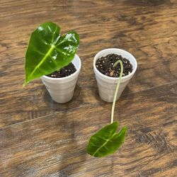 Alocasia Zebrina Plants 