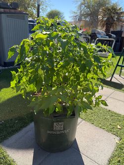 Habanero chili Plant