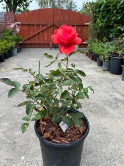 ‘Fragrant Cloud’ Coral Red / Orange Rose Plant with Strong Fragrant