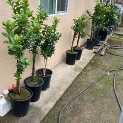 Arboles de Limón Verde Sin Espinas