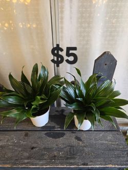 Dracaena