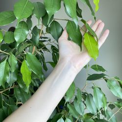 7ft Tall Ficus Benjamin /live Plant+ikea Pot